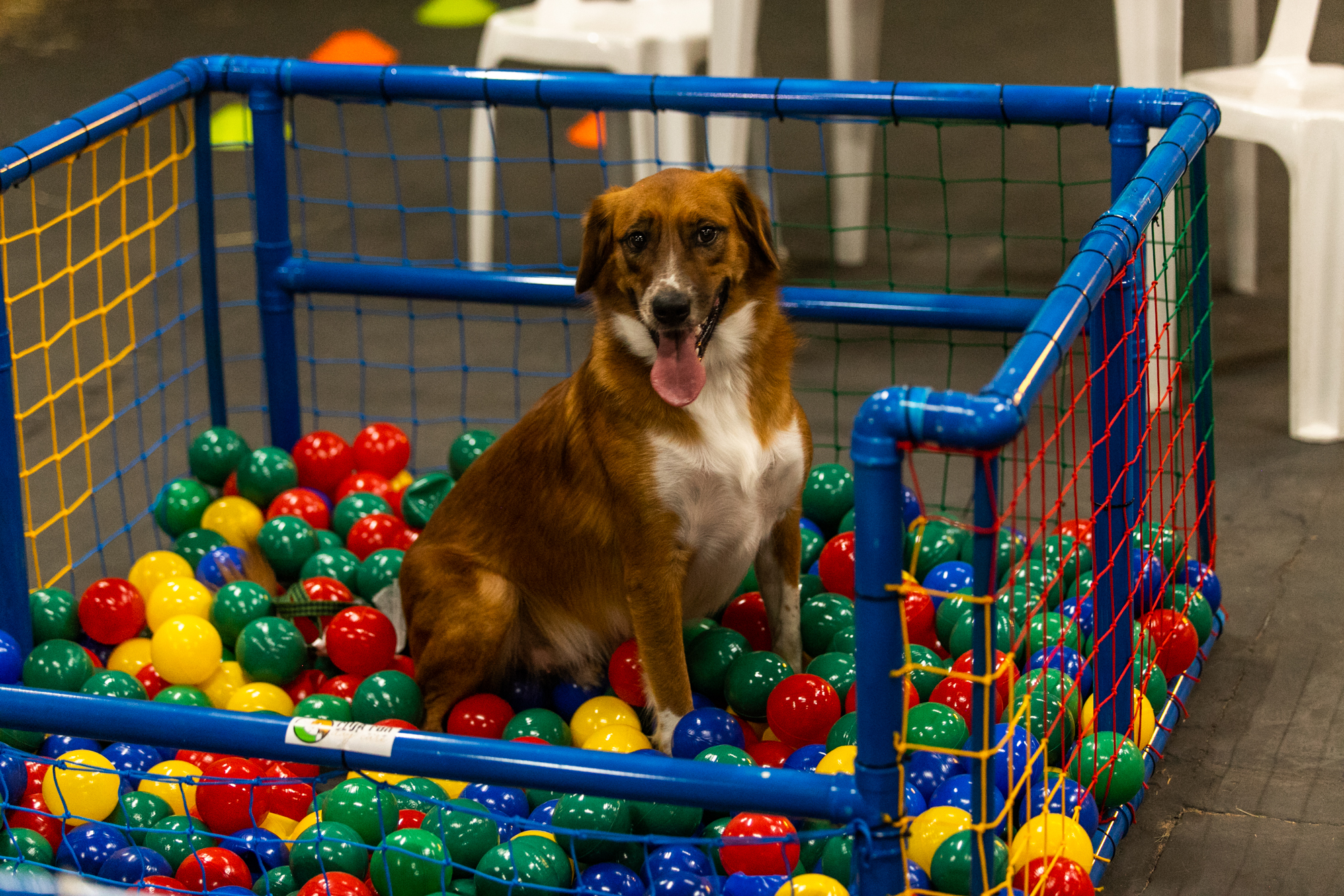 Expopet tem estrutura especial para receber os pequenos visitantes de quatro patas