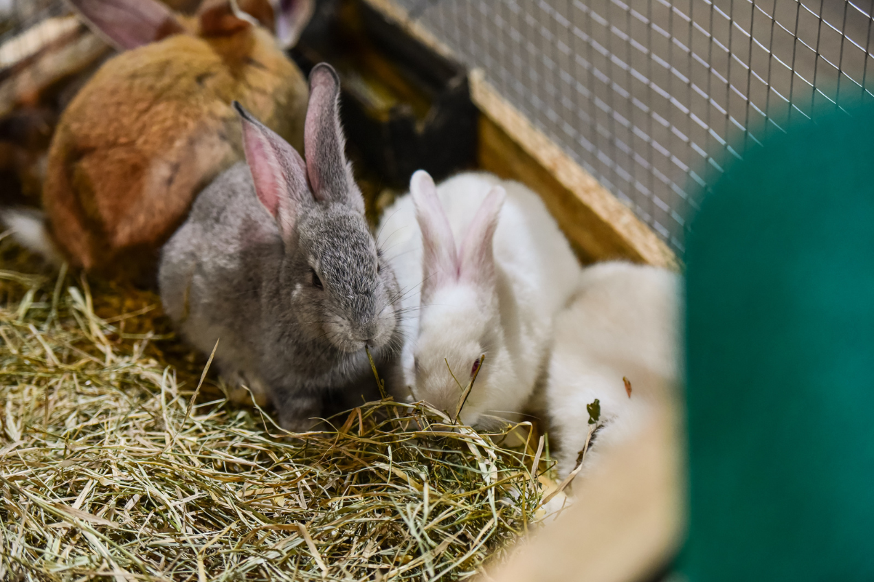 Expo Pet é novidade na ExpoLondrina e promete fomentar mercado pet de toda a região