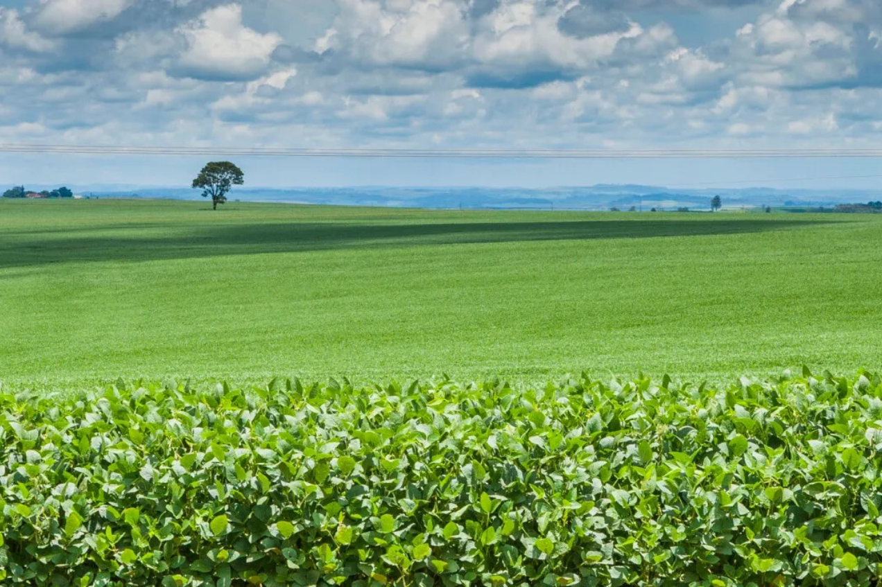 Embrapa leva pilares da produção sustentável de soja na ExpoLondrina