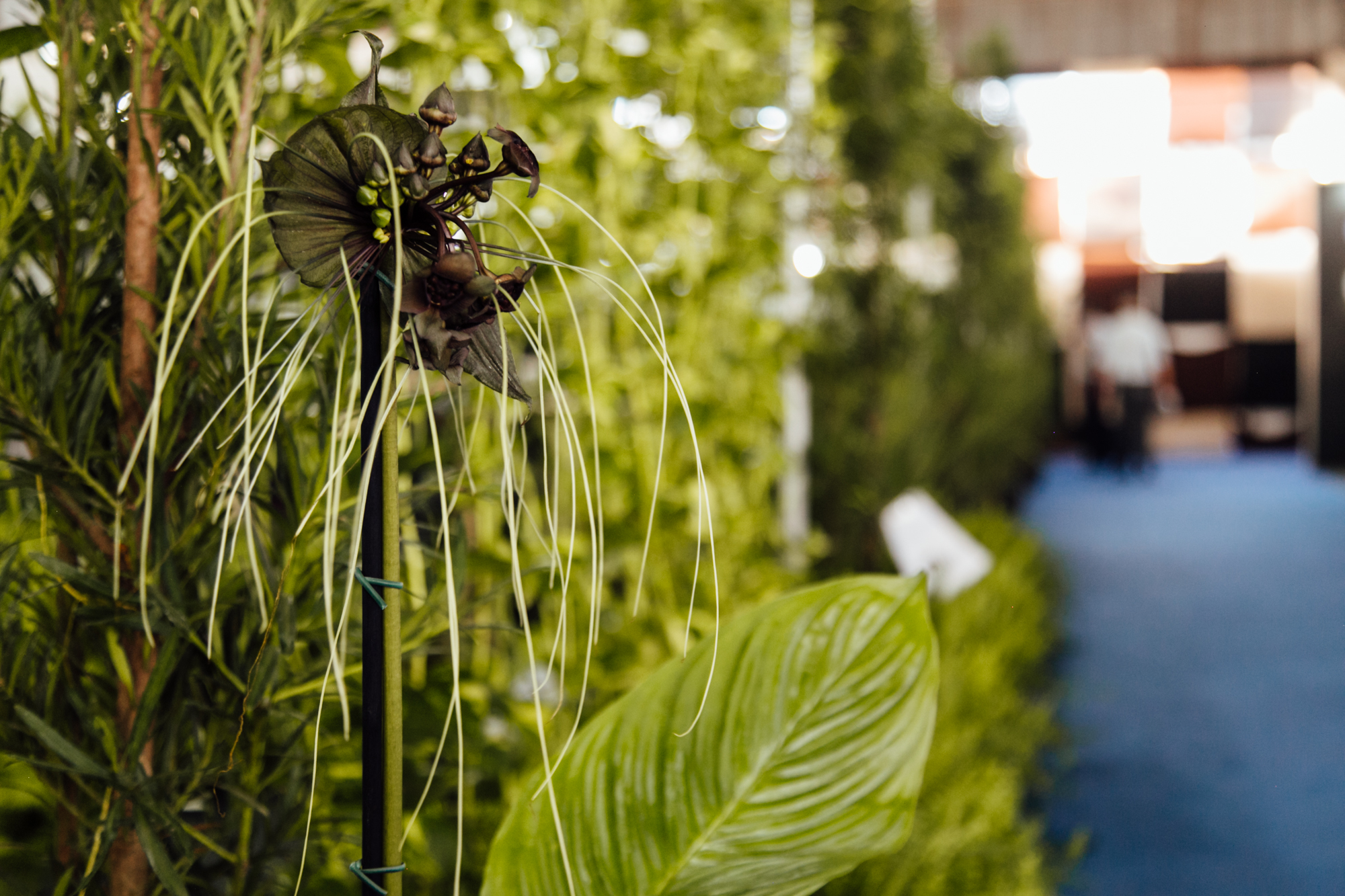 Expo Flores traz plantas exóticas para a ExpoLondrina